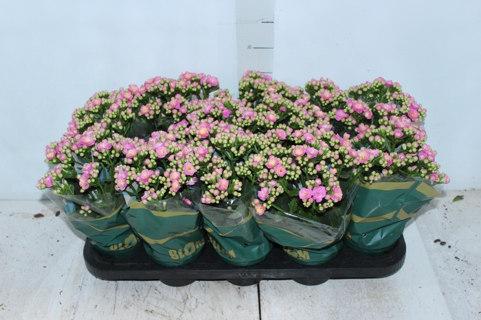 <h4>KALANCHOE DOBRADO P11 ROSA</h4>
