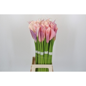 Zantedeschia Eydolls Purple Pink