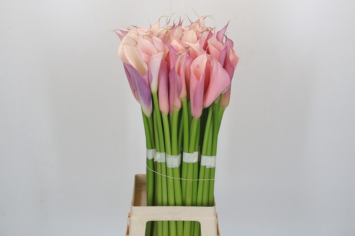 <h4>Zantedeschia Eydolls Purple Pink</h4>