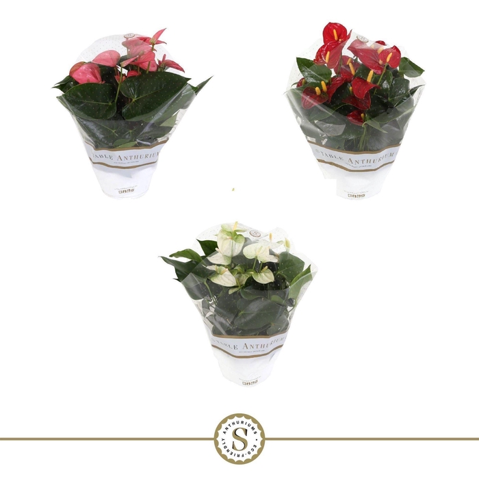 <h4>Anthurium andr.   ...mix  3</h4>
