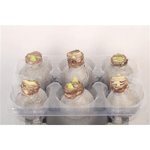 Wax Amaryllis Glitter Titanium