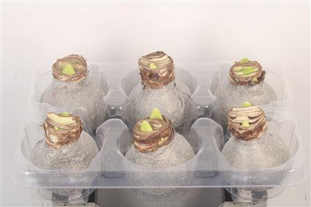 <h4>Wax Amaryllis Glitter Titanium</h4>