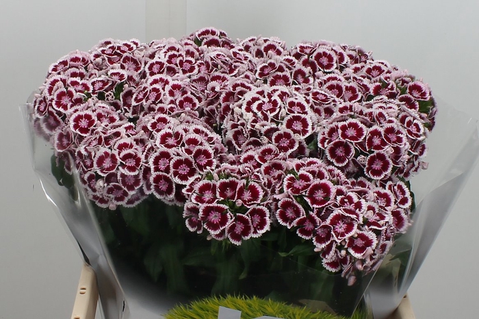 <h4>Di Barb Kw Pk Maroon</h4>