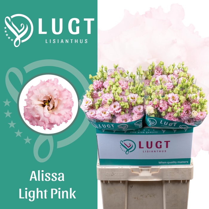 <h4>Lisianthus Alissa Light Pink</h4>