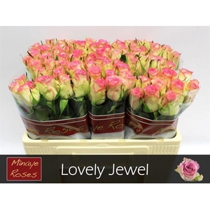 R Gr Lovely Jewel