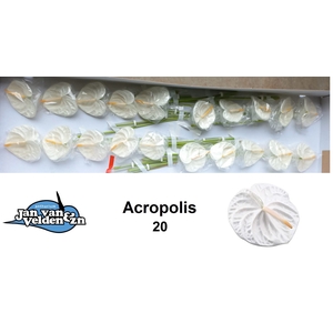 Anthurium Acropolis