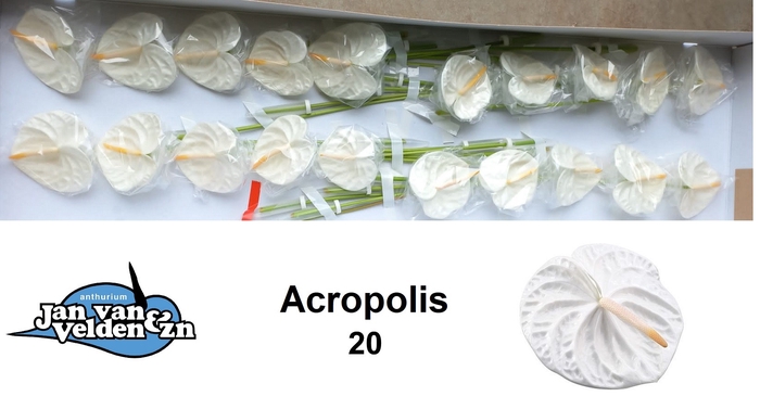 <h4>Anthurium Acropolis</h4>