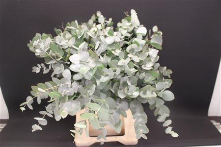 <h4>Euc Cinerea Kort Afr Super</h4>