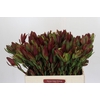 Leucadendron Senorita Spray