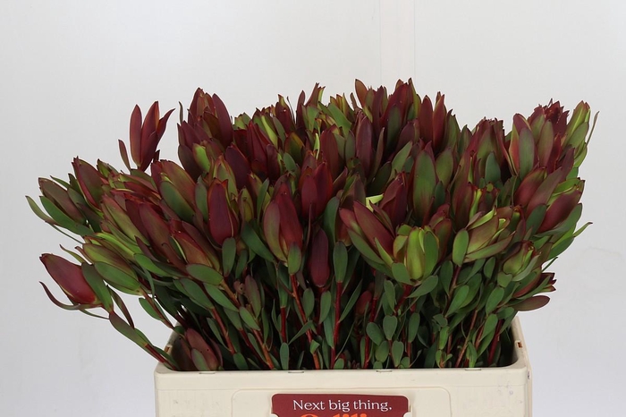 <h4>Leucadendron Senorita Spray</h4>