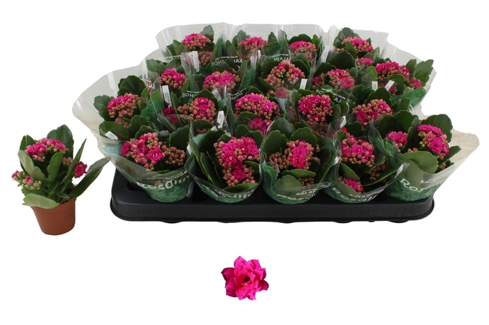 <h4>KAL GE DON VICTORIO</h4>