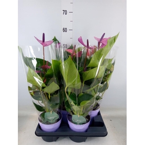Anthurium andr. 'Cavalli'