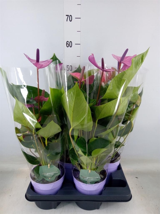 <h4>Anthurium andr. 'Cavalli'</h4>