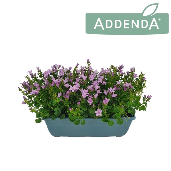 <h4>Campanula Ambella Pink Bloembak 27 cm</h4>