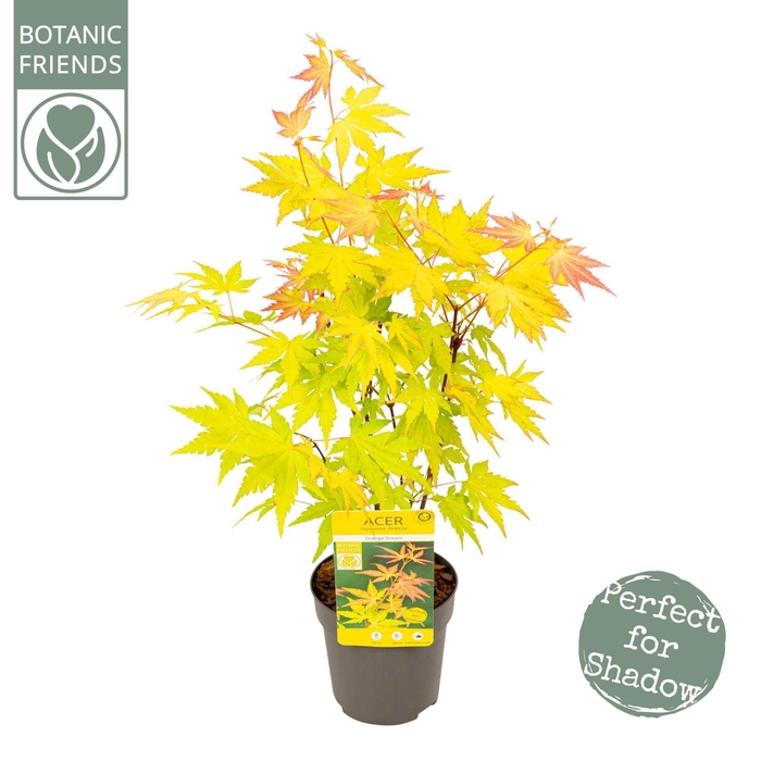 Acer palmatum Orange Dream