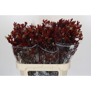 Kangaroo Paw Early Spring