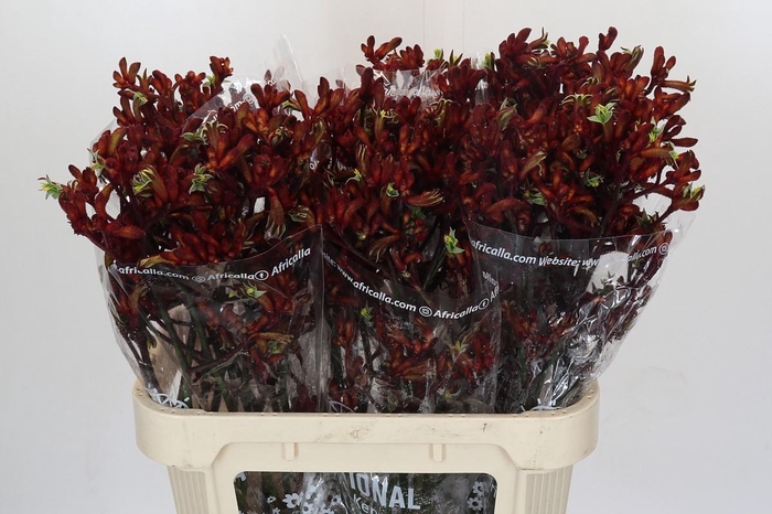 <h4>Anigozanthos Early Spring</h4>