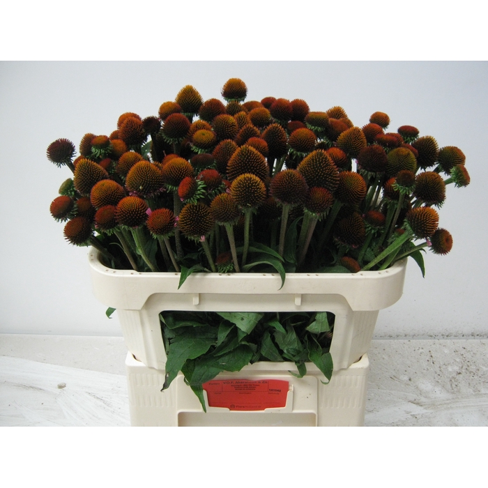 <h4>ECHI PURPUREA</h4>