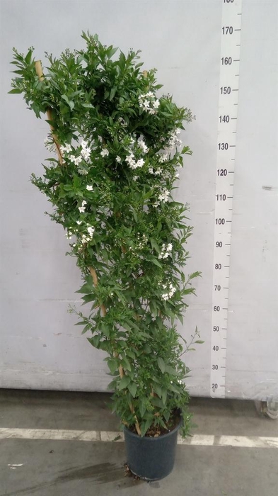 <h4>Solanum jasminoides</h4>