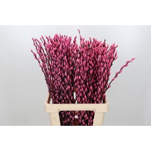 Salix Caprea Snow Flake P. Pink