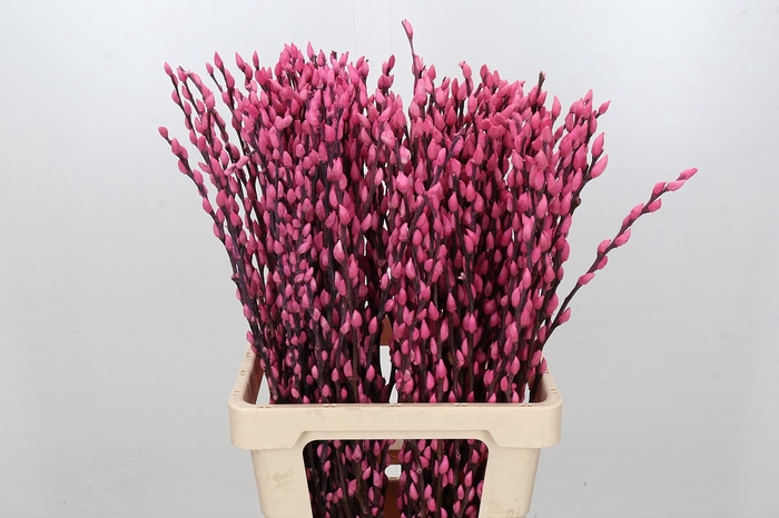 <h4>Salix Caprea Snow Flake P. Pink</h4>