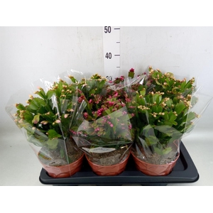 Schlumbergera   ...