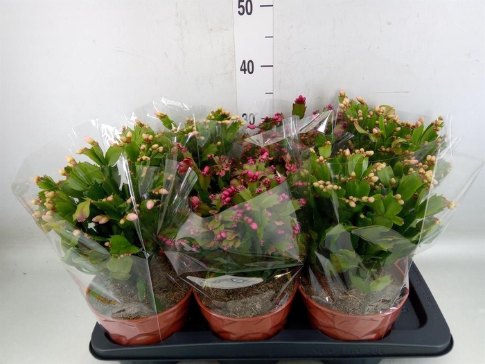 <h4>Schlumbergera   ...</h4>