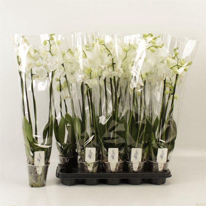 <h4>PHAL OV WIT</h4>