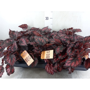 Begonia BD 'MagicColours Etna'