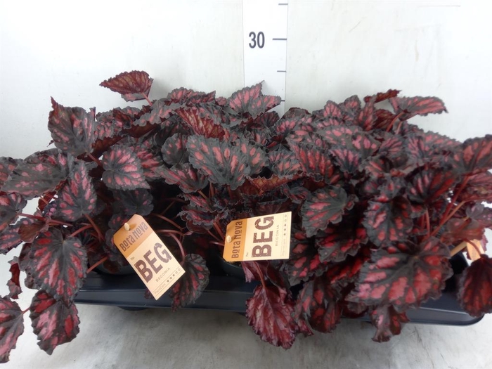 <h4>Begonia BD 'MagicColours Etna'</h4>
