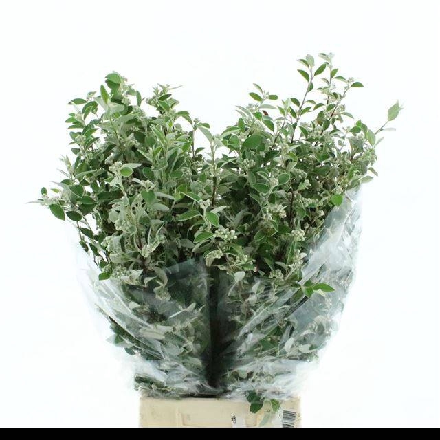 <h4>COTONEASTER SP</h4>
