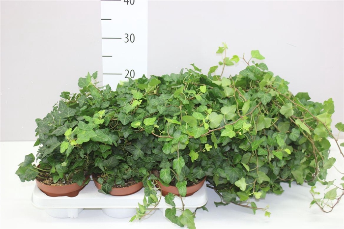 <h4>Hedera He Wonder Xxl 90cm</h4>