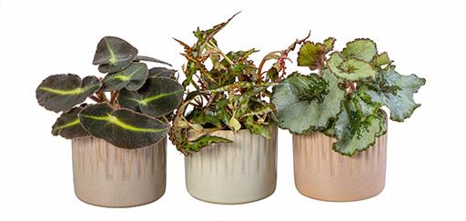 BEGONIA MIX P6 L 66020