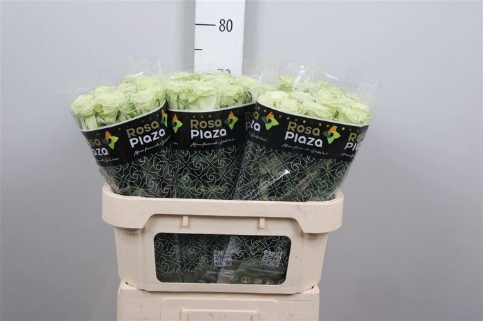 <h4>R Gr Noelle!</h4>