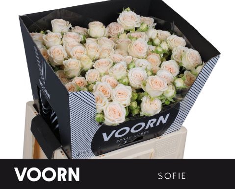 <h4>Rozen R Tr Sofie</h4>