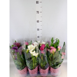 Zantedeschia   ...mix