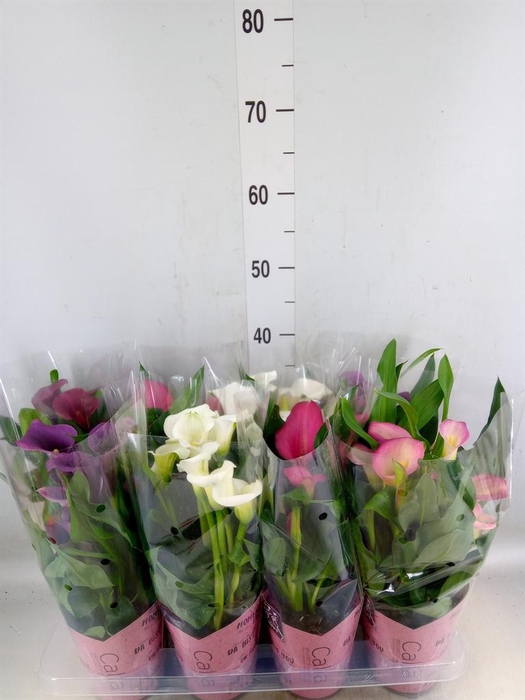 <h4>Zantedeschia   ...mix</h4>