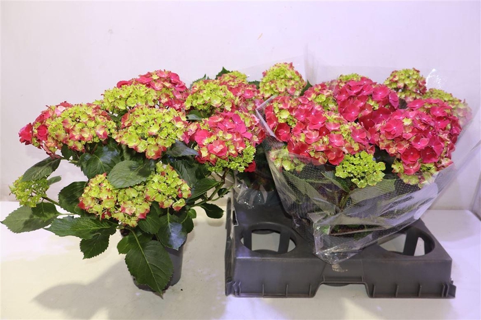 <h4>Hydr M Hi Fire</h4>