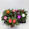 Impatiens New Guinea Grp gemengd
