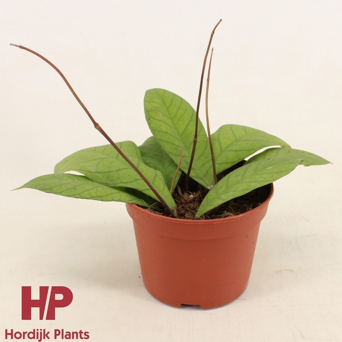 <h4>Hoya sp. Sabah P12</h4>