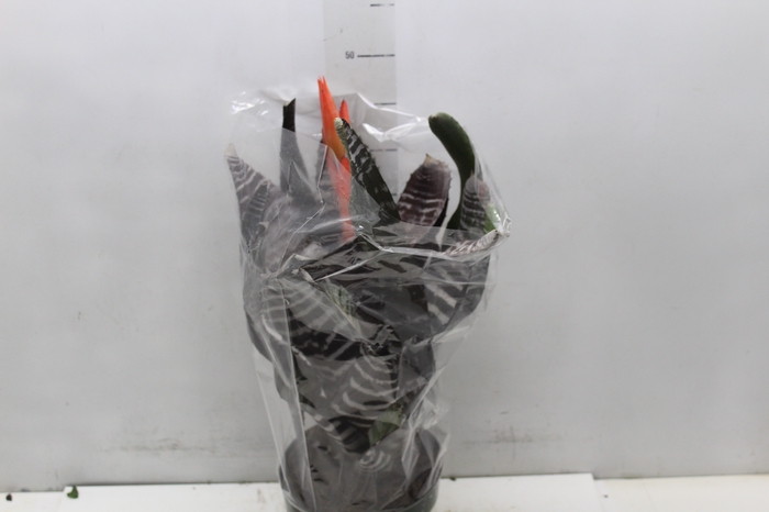 <h4>AECHMEA CHANTINI BLACK P17</h4>