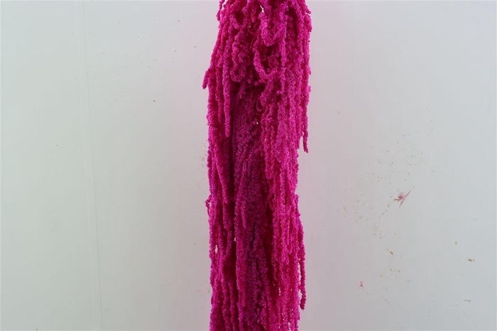 <h4>Pres Amaranthus Caud Cerise Bunch</h4>