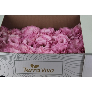 LISIANTHUS FLOR ROSA