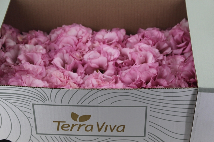 <h4>LISIANTHUS FLOR ROSA</h4>