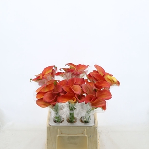 Calla Orange Pride