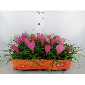 Tillandsia cyanea