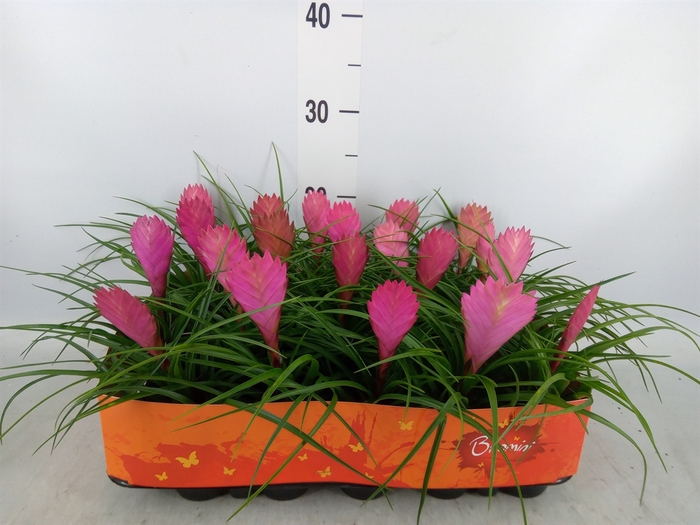 <h4>Tillandsia cyanea</h4>