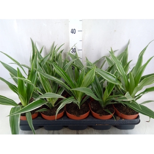 Dracaena fr de 'Warneckei'