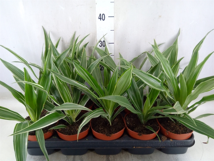 <h4>Dracaena fr de 'Warneckei'</h4>