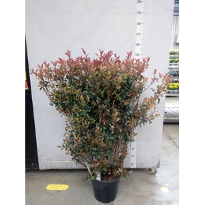 Photinia fraseri